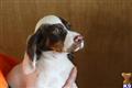 English Setter